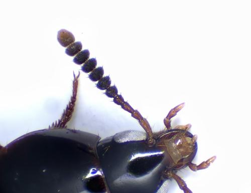 Carphacis striatus